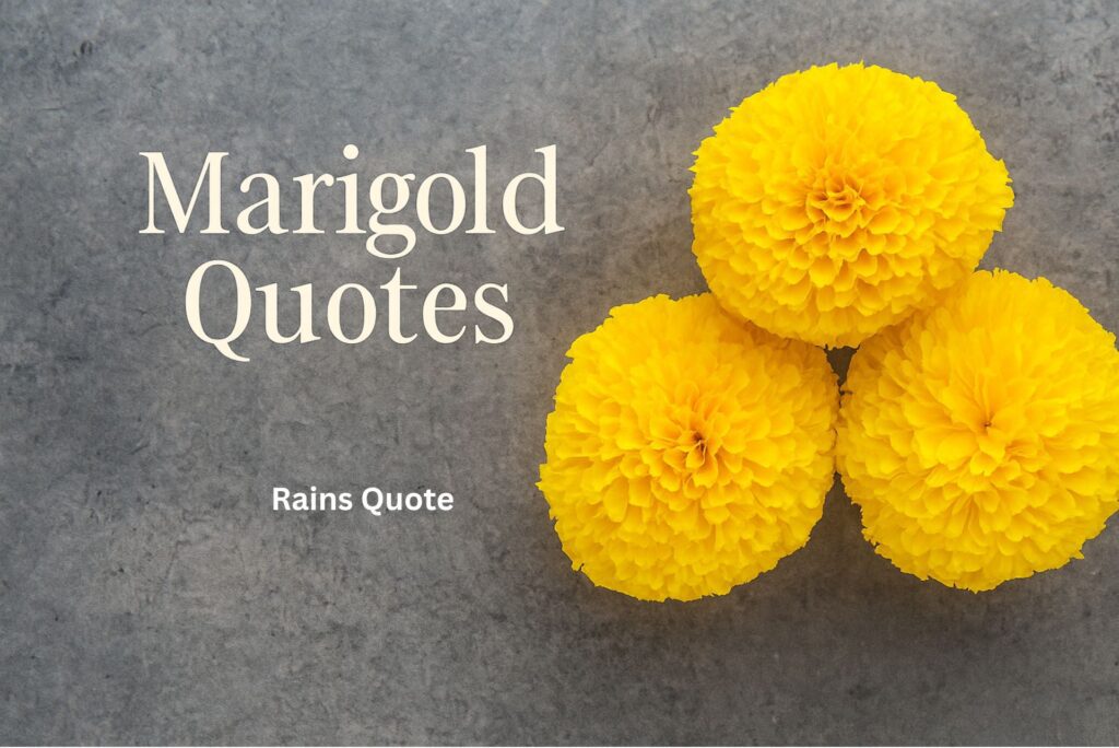 15 Beautiful Marigold Quotes About Hope, Growth & Happiness