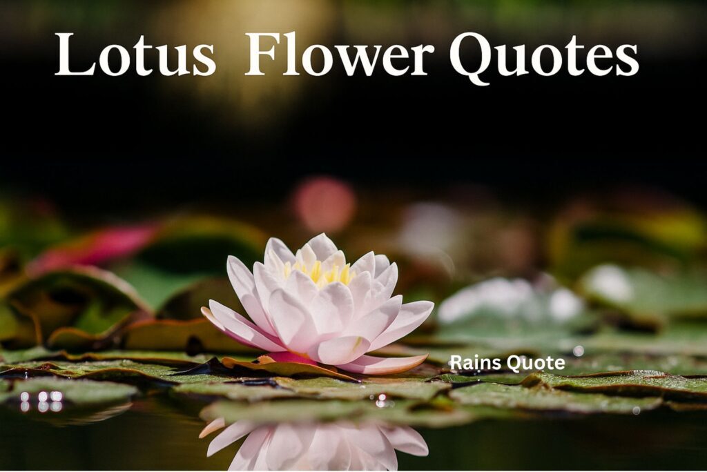 20 Best Lotus Flower Quotes About Life & Growth