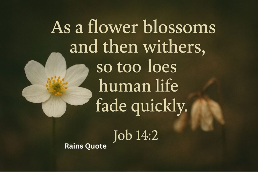"As a flower blossoms and then withers, so too does human life fade quickly."