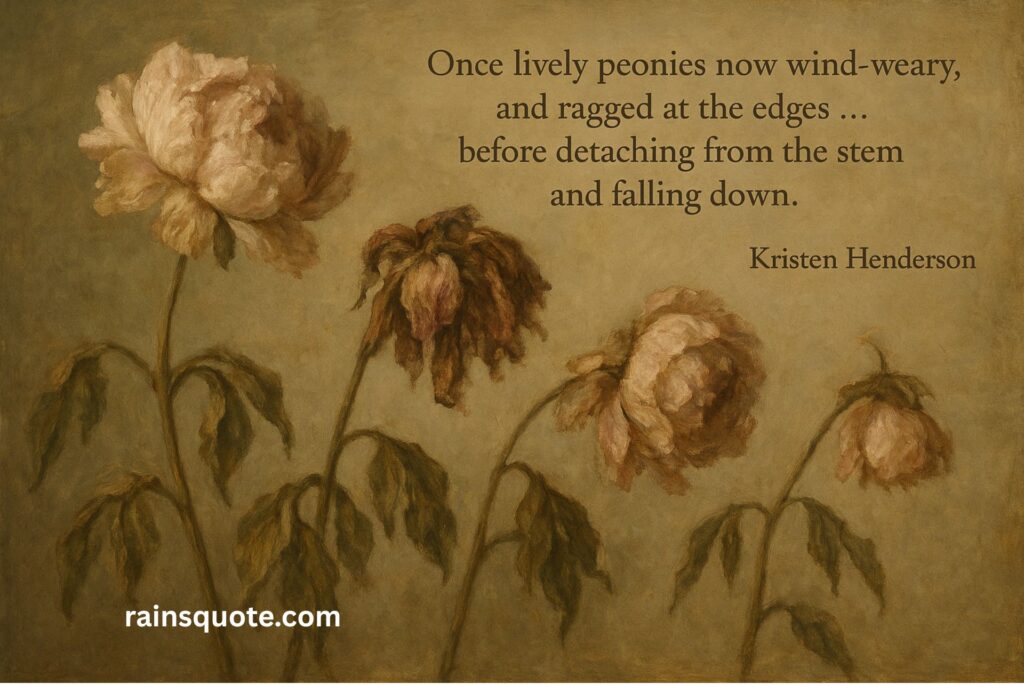 “Once lively peonies now wind-weary, and ragged at the edges … before detaching from the stem and falling down.”