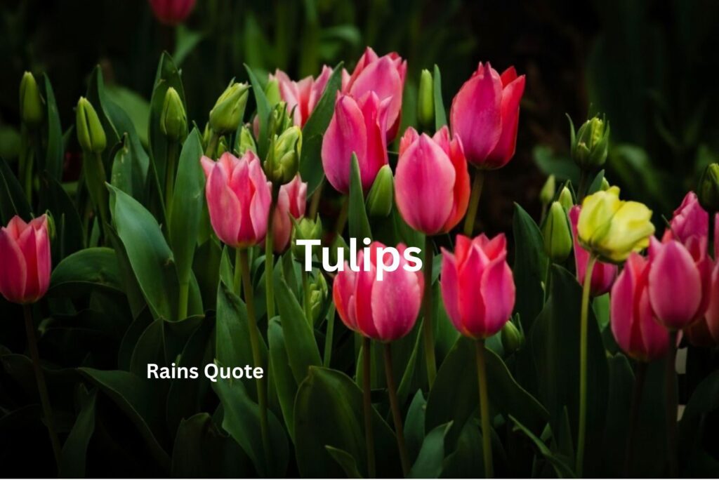 Quotes About Tulips: 30+ Famous Sayings to Inspire Joy
