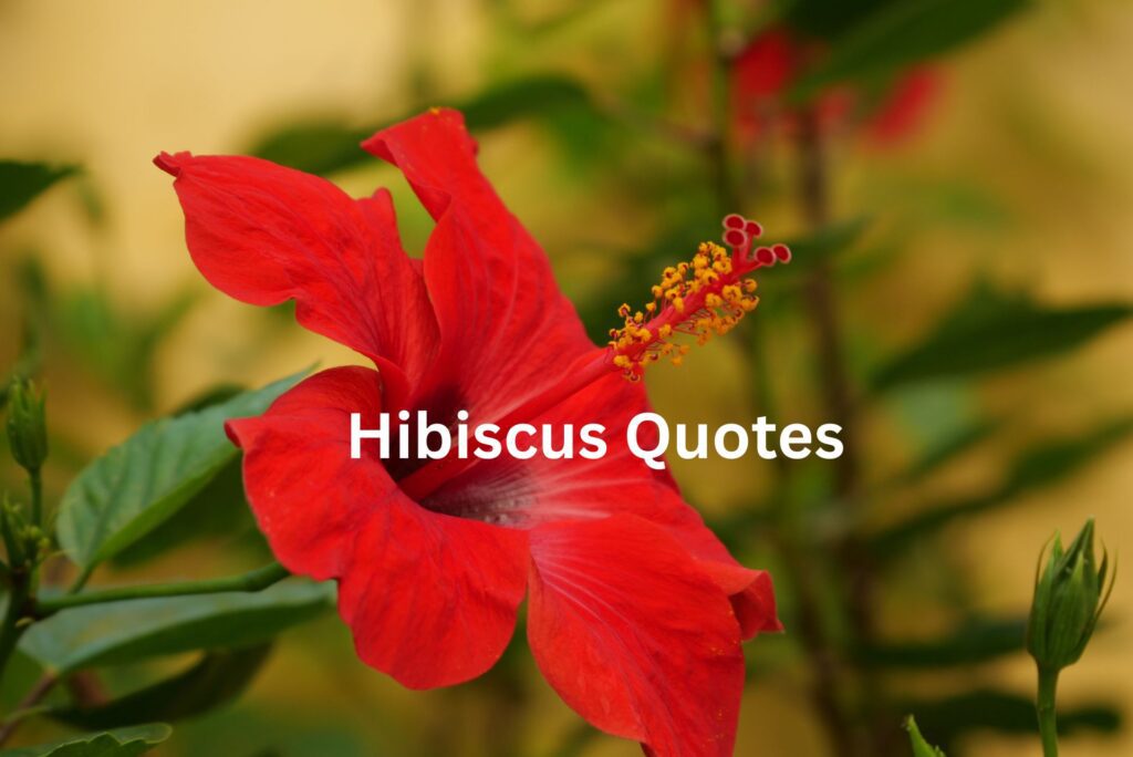 The Most Inspiring 20 Hibiscus Quotes You’ll Ever Read