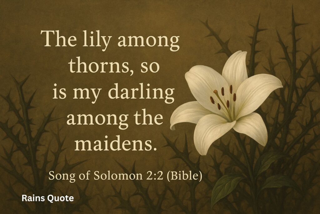 "The lily among thorns, so is my darling among the maidens."