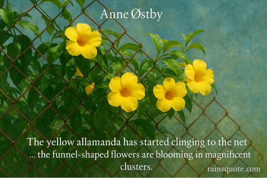 “The yellow allamanda has started clinging to the net … the funnel-shaped flowers are blooming in magnificent clusters.”