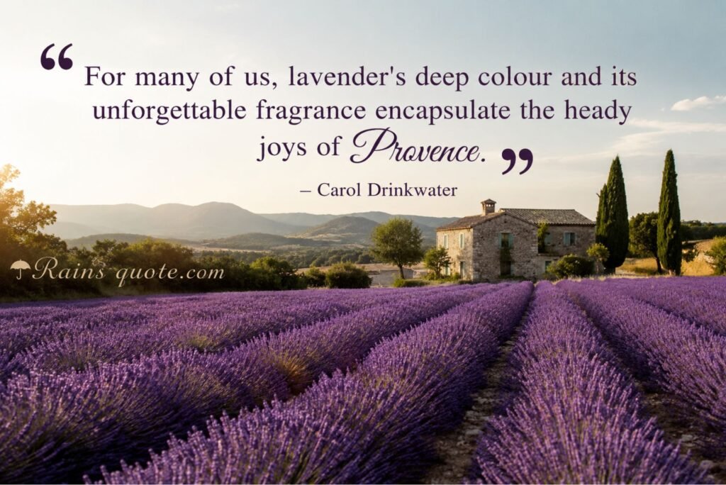 “For many of us, lavender's deep colour and its unforgettable fragrance encapsulate the heady joys of Provence.”