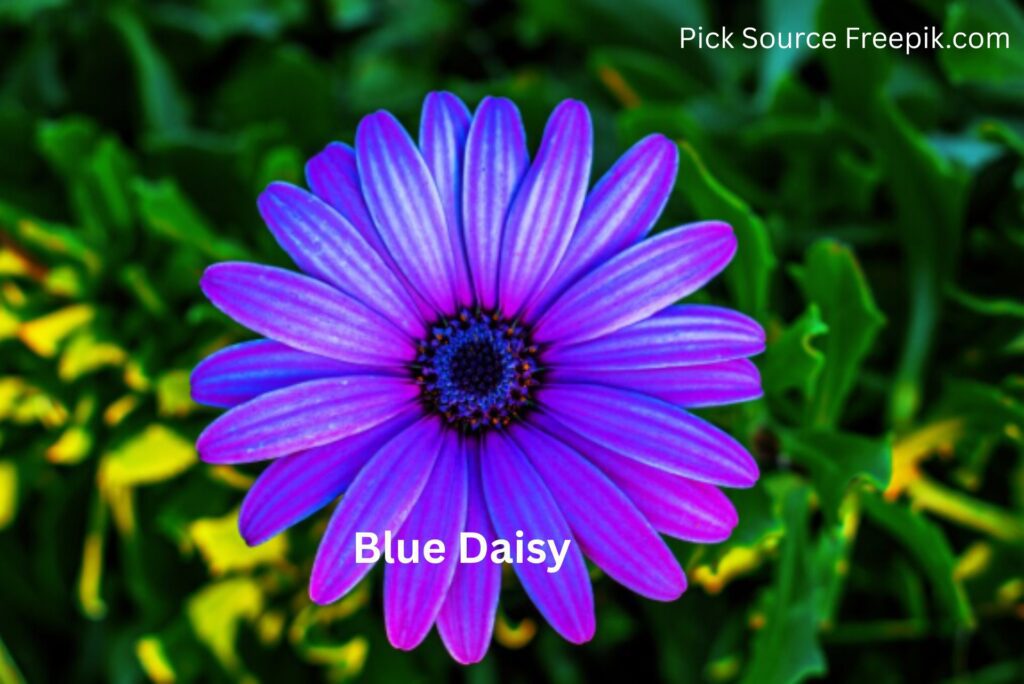 Blue Daisy