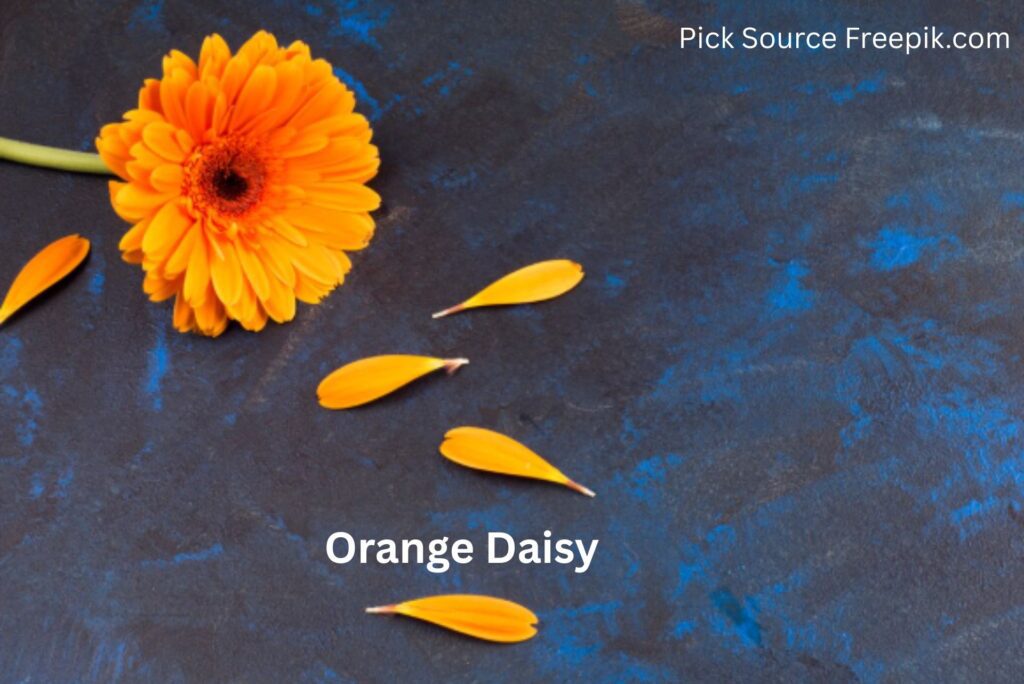 Orange Daisy