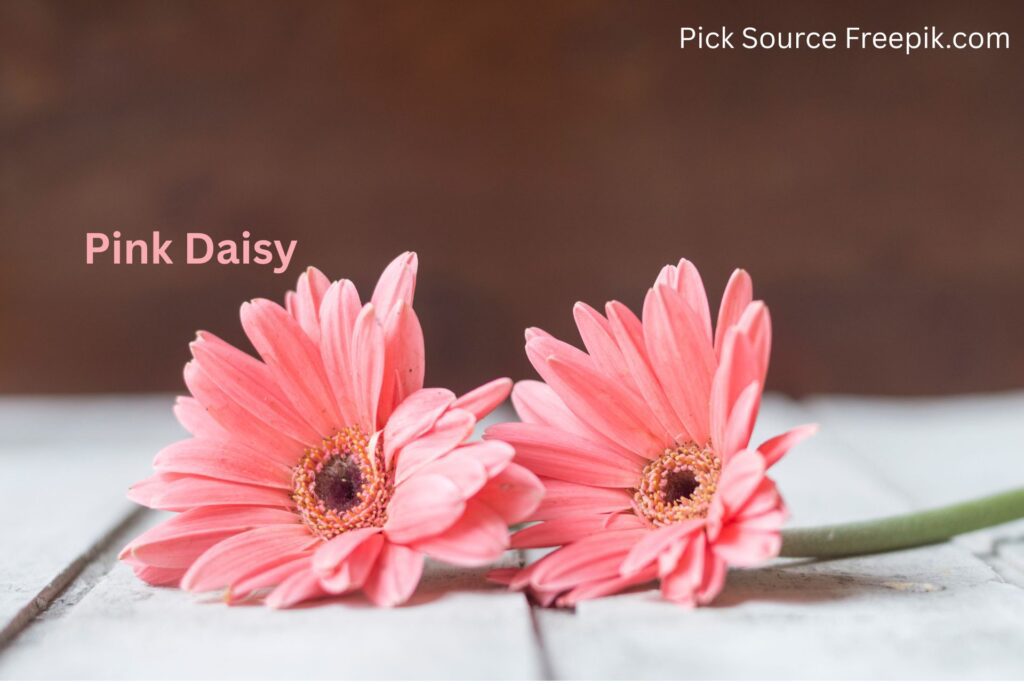 Pink Daisy