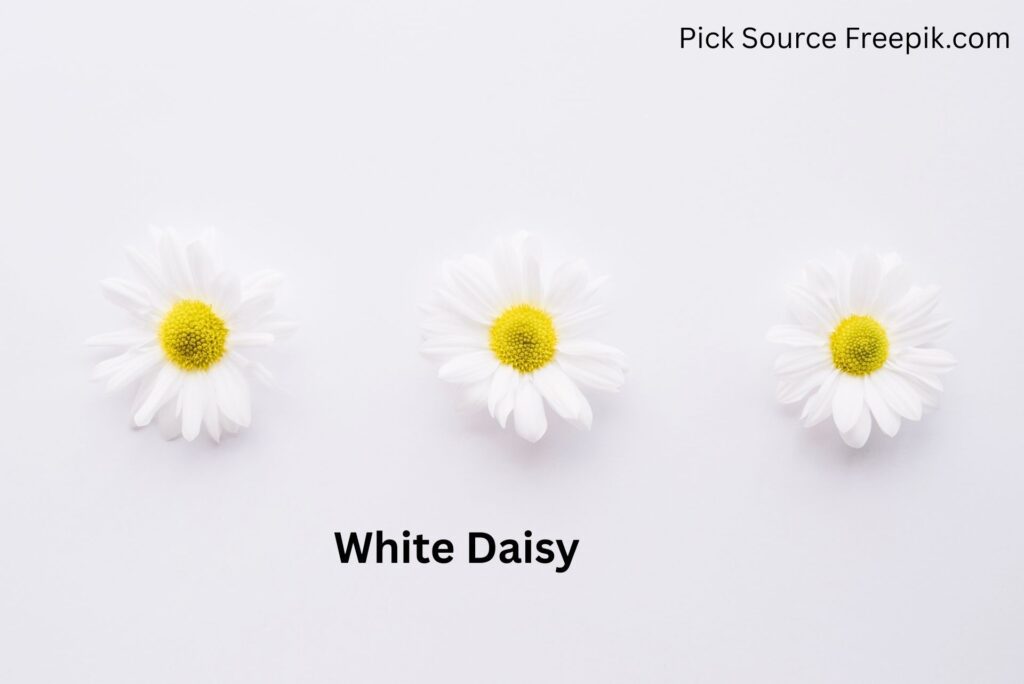 White Daisy 