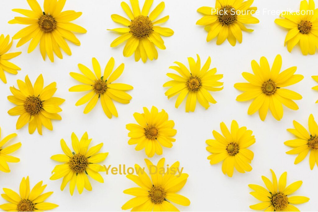 Yellow Daisy