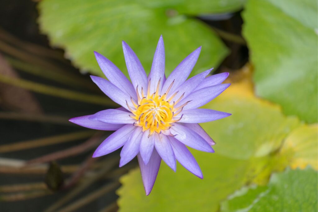 Blue Lotus