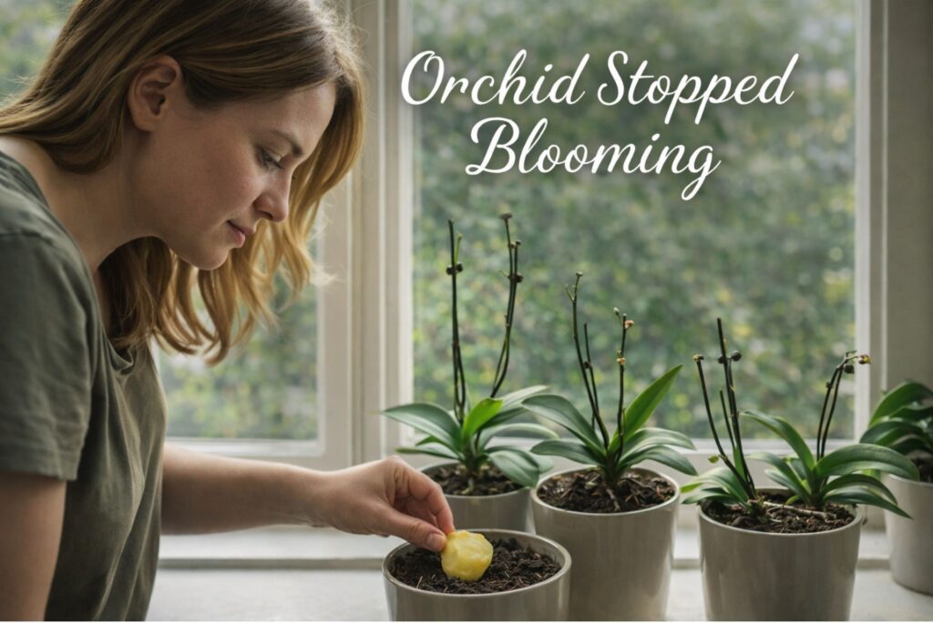 Orchid Stopped Blooming? Proven Tips to Make Flowers Return