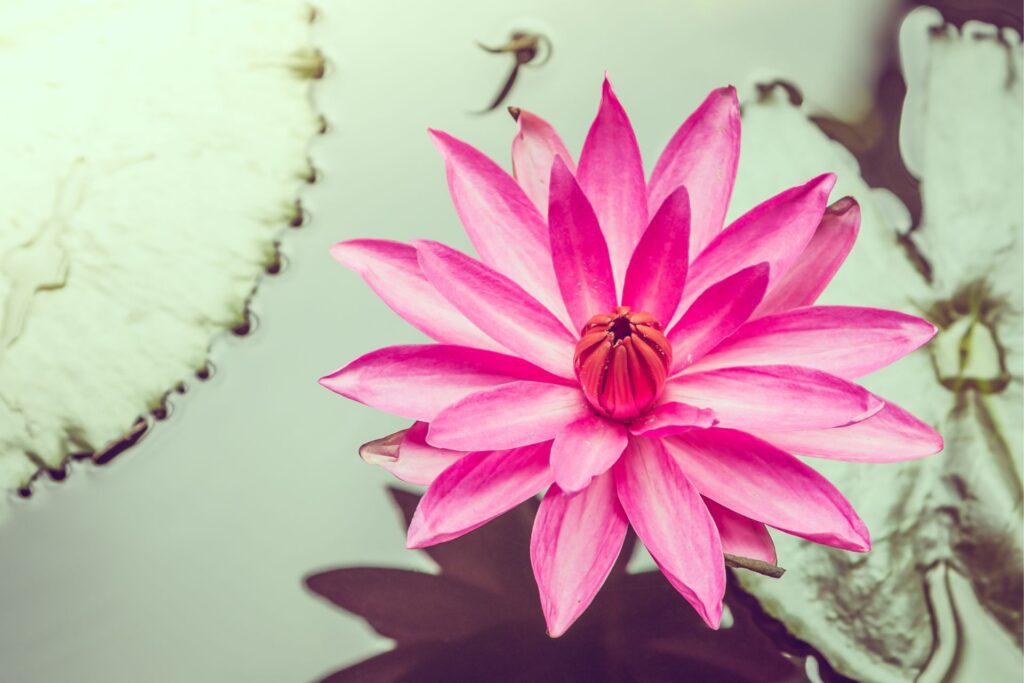 Pink Lotus