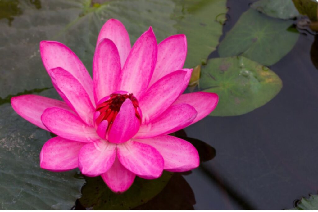 Red Lotus